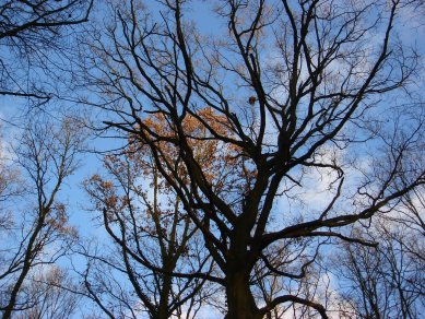 Peultebossen