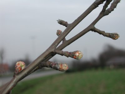 ontluikende bladeren