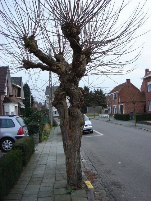 wilg velodroomstraat