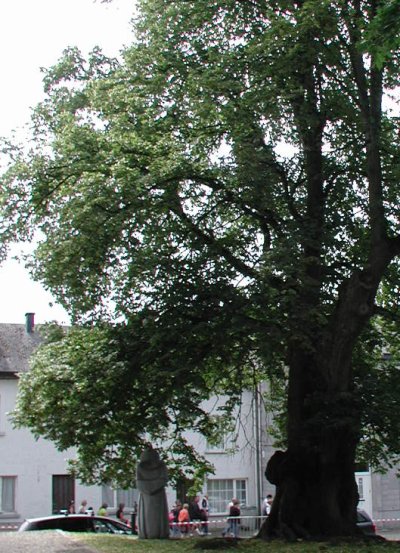 lindeboom naast kerk in Waha, met monnik aan de voet